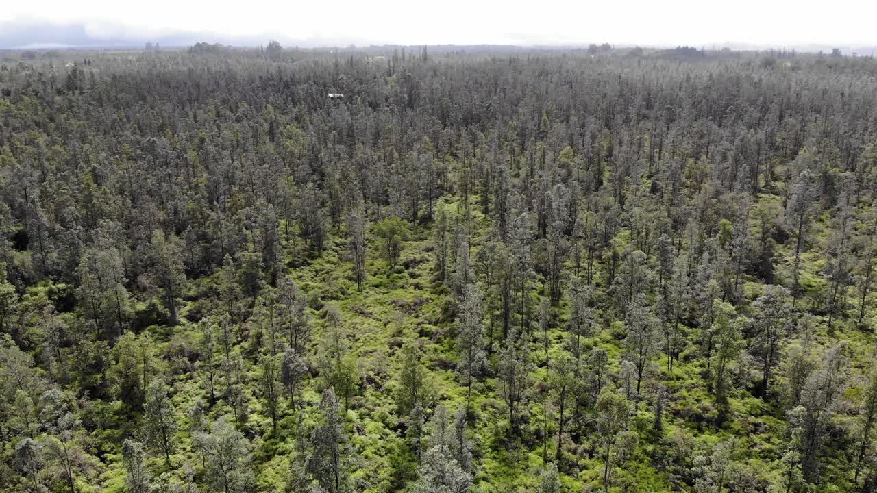 disparo aéreo al horizonte de la jungla de farn en la isla grande de hawai