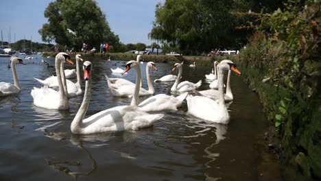 a group of swans in a harbour lake swimming in the water
