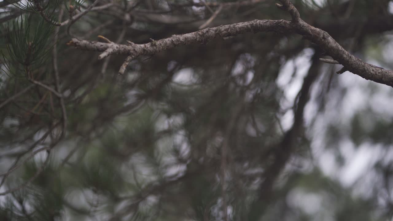 зимняя ветка сосны с выборочным фокусом