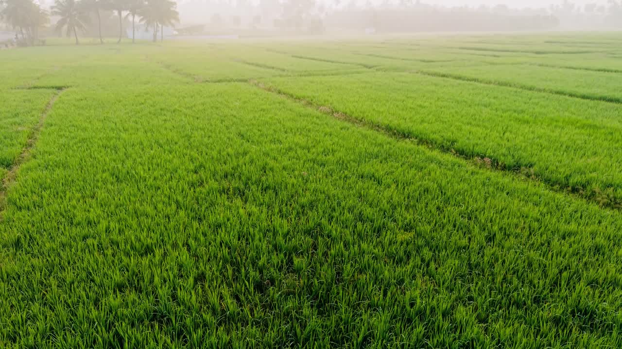 Ampia visuale di rigogliose risaie che si estendono attraverso terreni agricoli rurali sotto una leggera foschia mattutina, catturando la crescita agricola fresca, la pacifica atmosfera di campagna e il vivace paesaggio tropicale