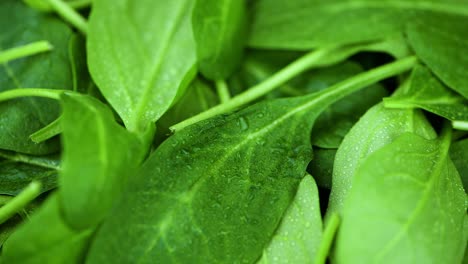 baby spinach on a rotating plate (seamless loopable)