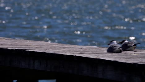 Birds-resting-on-a-sunny-day