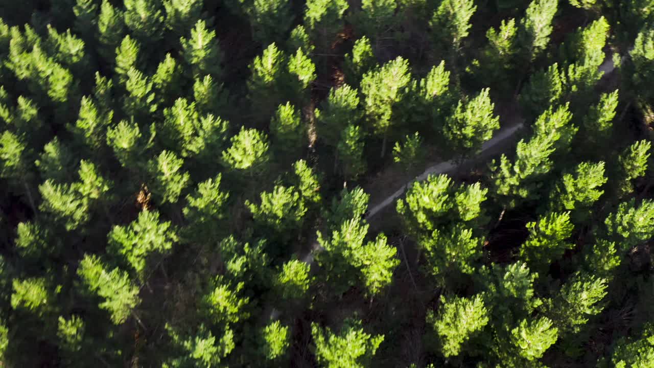pista de tierra para bicicletas de montaña al aire libre a través de un denso bosque siempreverde, puesta de sol