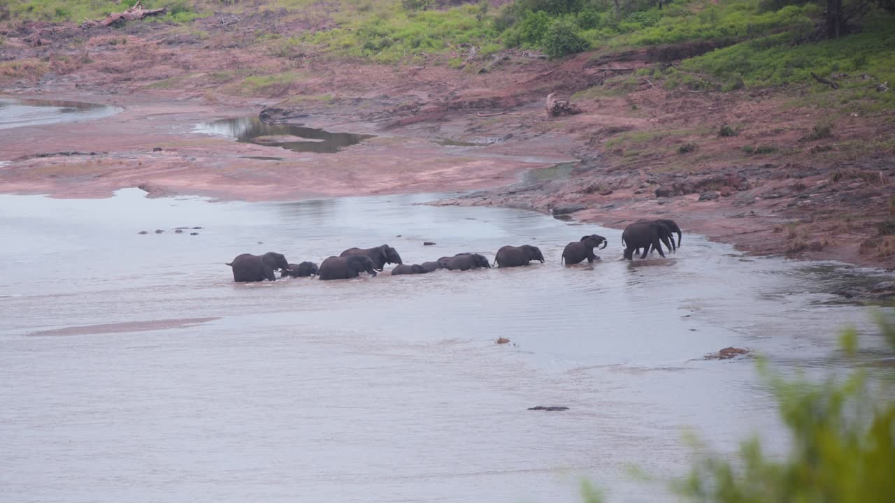 manada de elefantes africanos saliendo del río a la orilla después de cruzar