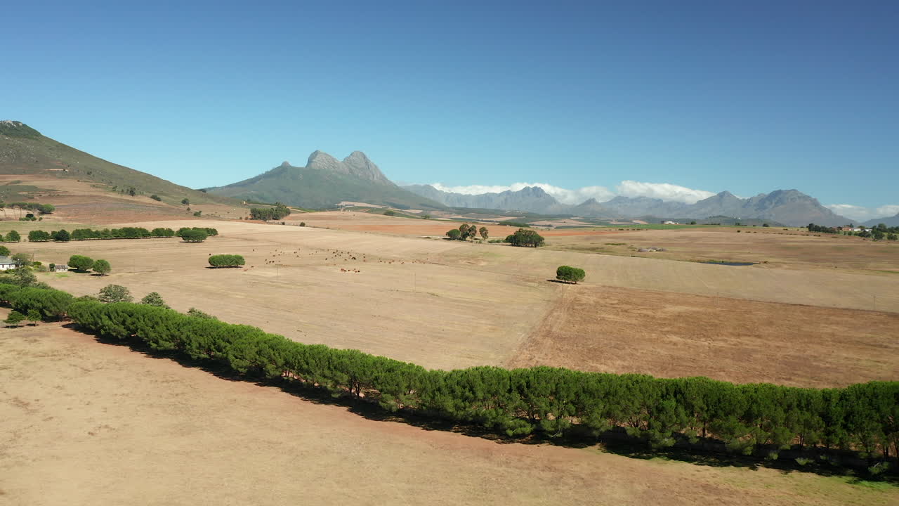 exuberantes arbustos en la llanura de la reserva natural de simonsberg en stellenbosch en la región vinícola en la provincia de western cape, sudáfrica