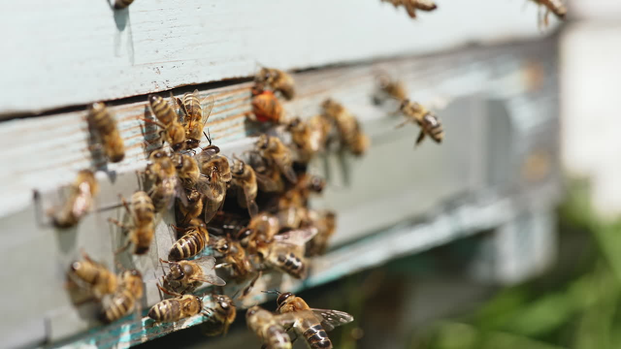 Bee apiary in rural landscape. Close up of flying honey bees into beehive apiary