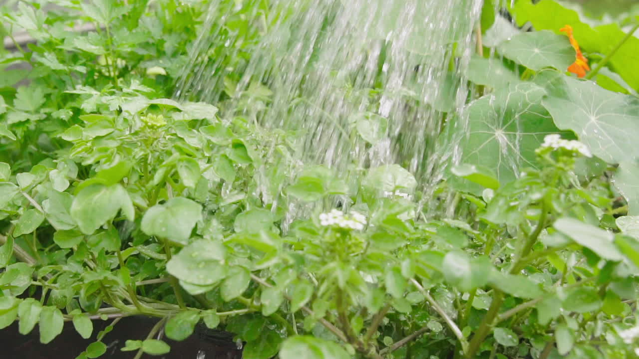 채소밭에 물을 주는 허브