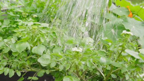 watering herbs in the vegetable garden