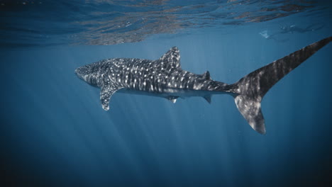 reflexión de un tiburón ballena en la superficie del agua del océano, vista desde debajo del agua en cámara lenta