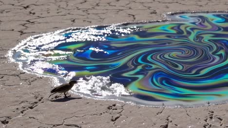 bird by a colorful puddle in a dry desert