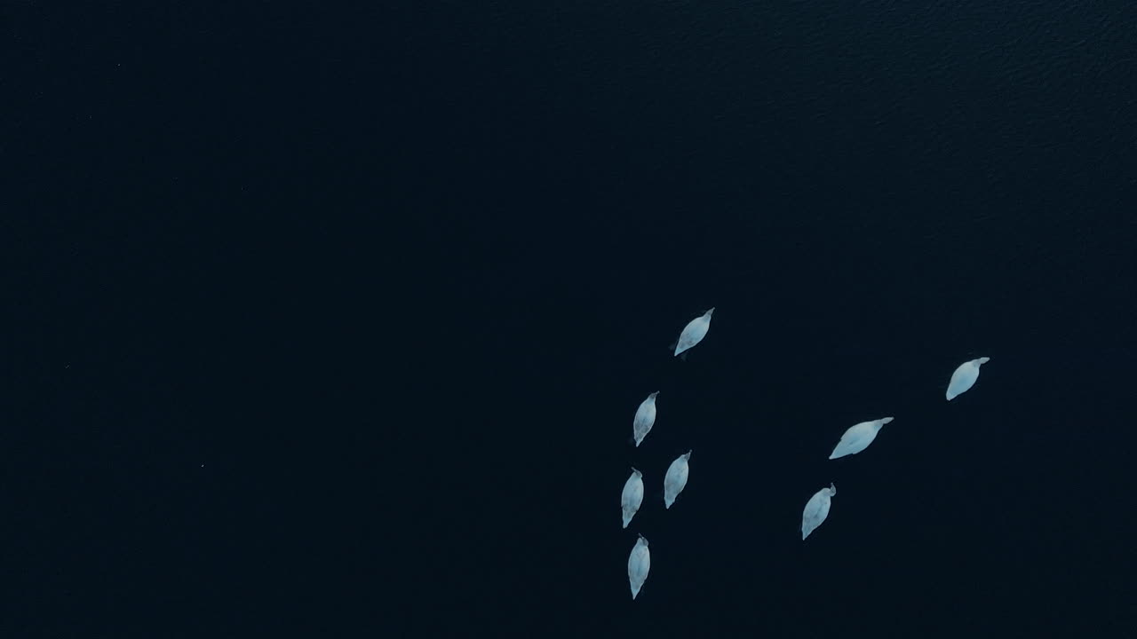 A group of swans swim in the frame, birds swim in dark, calm water, view from the top