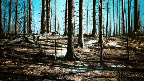 burnt forest after wildfire