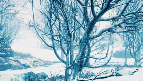 winter deciduous forest on a foggy morning