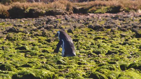 el único pingüino de magallanes camina a través de la costa rocosa cubierta de algas verdes.