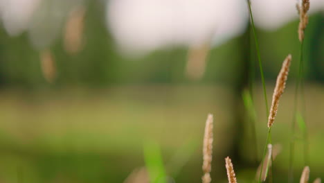 straw grass in the wind on a field