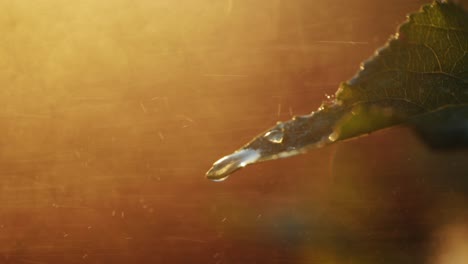 dewdrop on a leaf at sunrise/sunset