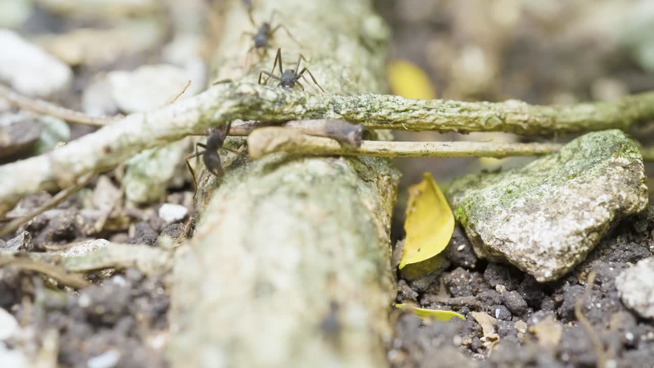 Ant on a branch