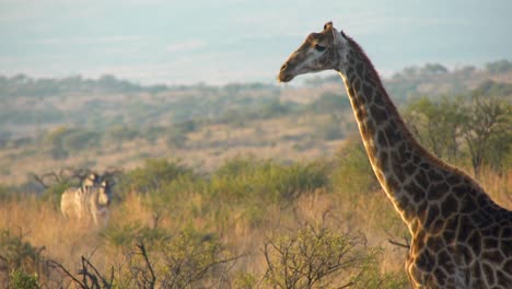 Giraffe-standing-in-African-grassland-with-two-zebra-in-the-background