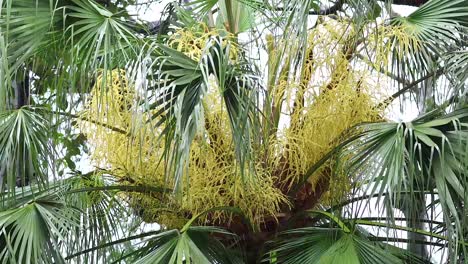 close-up of livistona chinensis palm tree