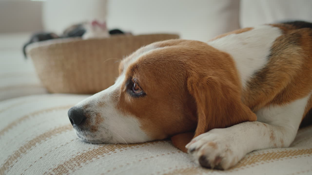 Vista laterale: una beagle femmina giace accanto a un cesto di cuccioli.
