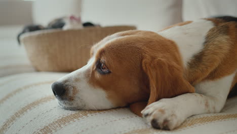 side view: a female beagle lies next to a basket of puppies.