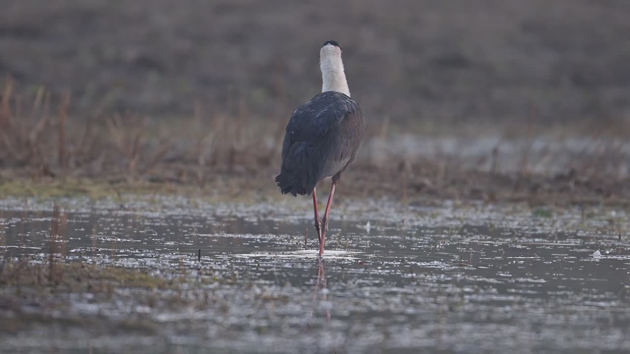 아침 에 습지 지역 에서 털 목 호랑이 를  ⁇ 는 것