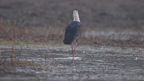 Wolly-Necked-Stork-fishing-in-wetland-area-in-morning