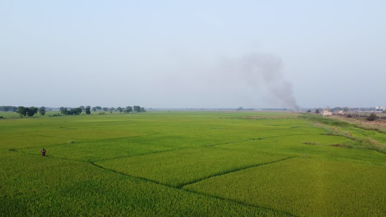 Ariel view shot of wide paddy field