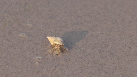 hermit crab traversing sandy beach terrain