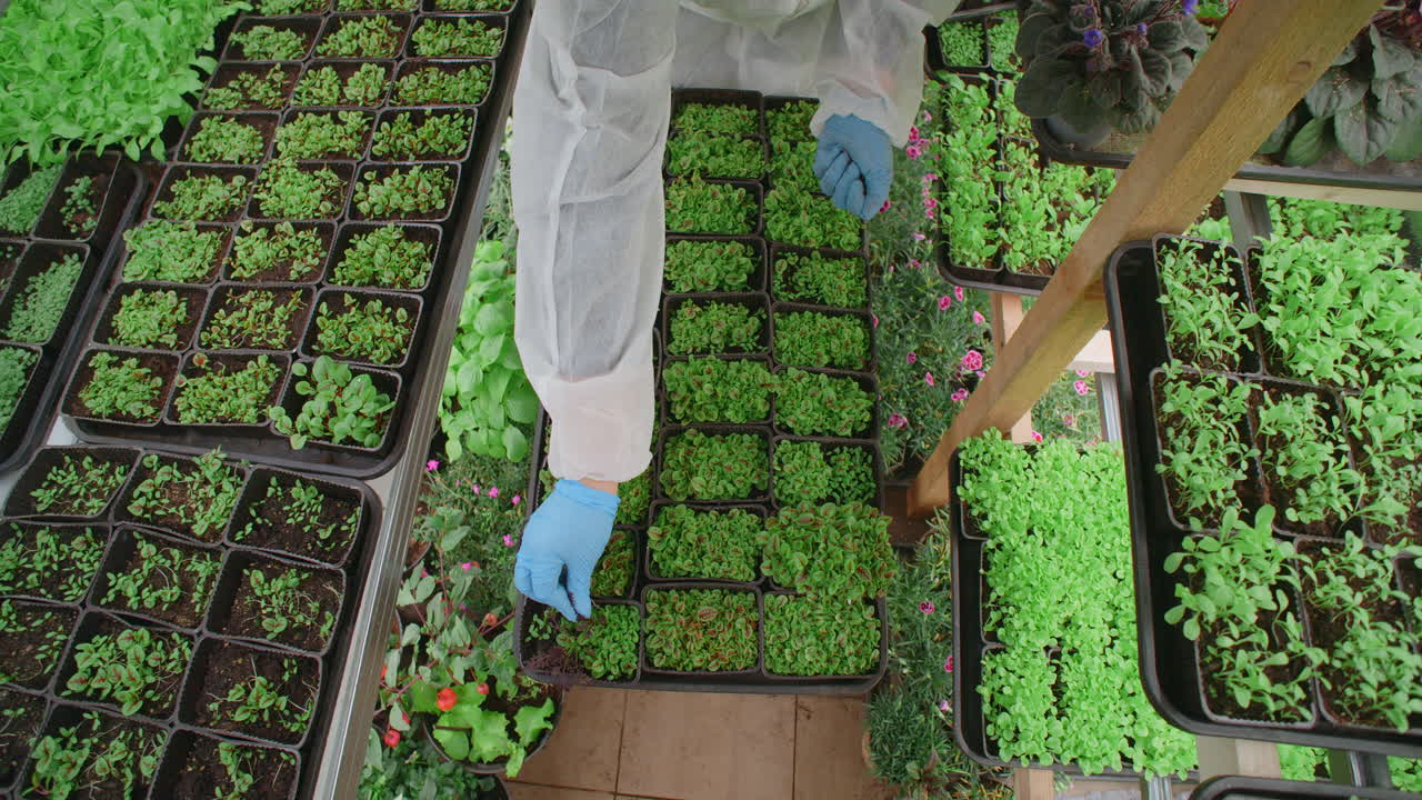 Planting Seedlings in a Greenhouse