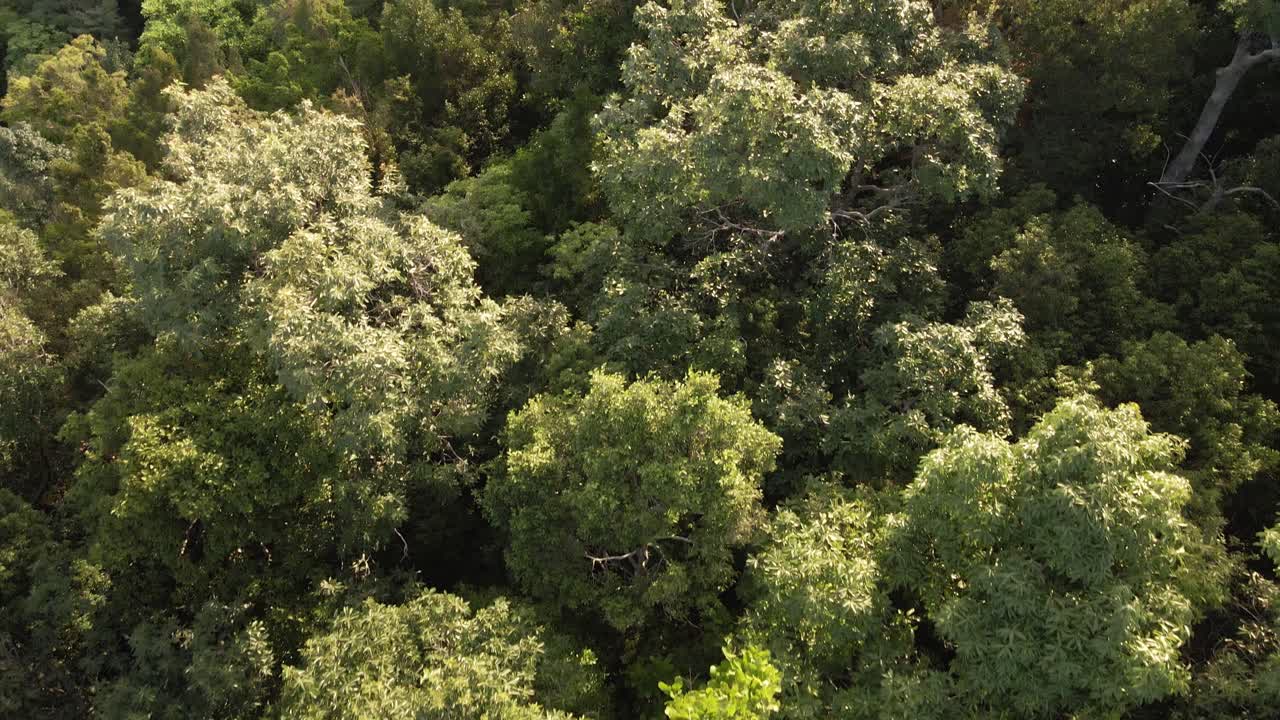 Aerial shot of tropical lush dense rain forest on island in Asia
