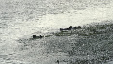 Sea-Otters-In-Monterey,-California