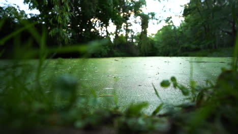 The-surface-of-a-green-pond-or-small-lake-or-swamp-is-disturbed-by-a-stone-thrown-into-it