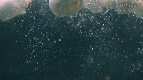setas cayendo en el agua y flotando en cámara lenta