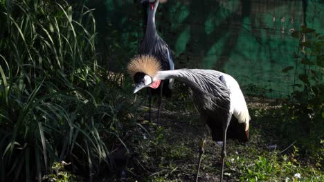 a pair of grey crowned cranes in an enclosure, rustling feathers