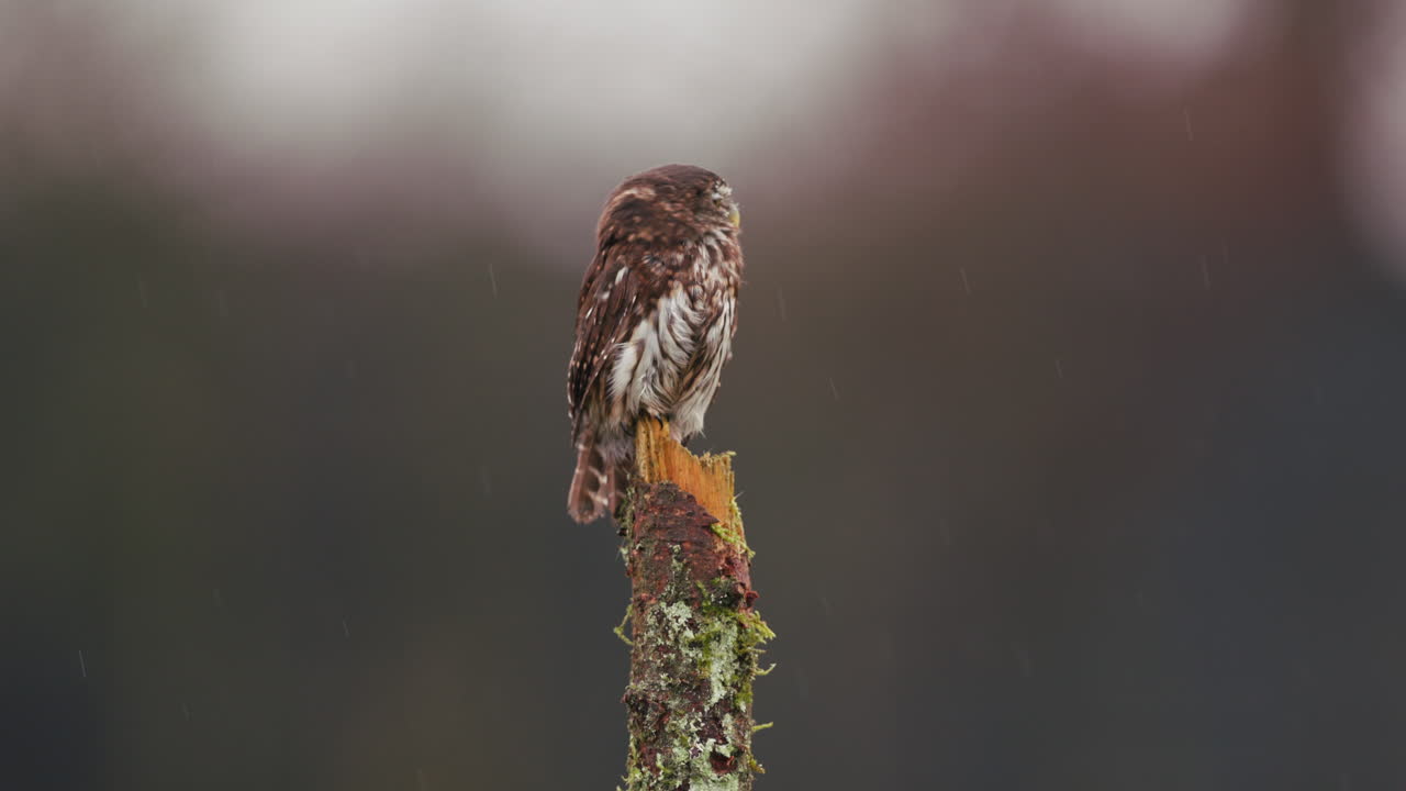 сова, сидящая на маленьком стволе дерева под дождем.