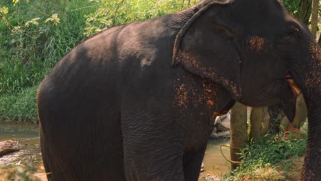 an asian elephant wades calmly through a river in the lush landscapes of sri lanka.