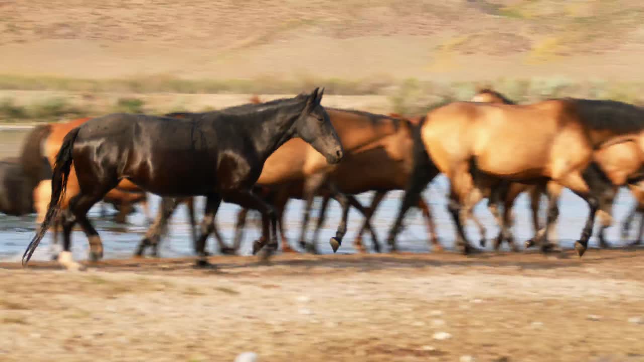 el espíritu indomable de los caballos salvajes, ganado domesticado, mientras vagan libremente en el calor del verano
