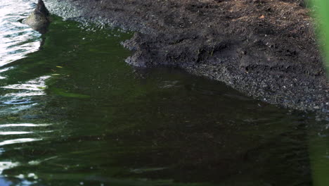 Dirty-water-splashing-on-river-bank-of-lake-and-pond-from-pollution-and-global-warming