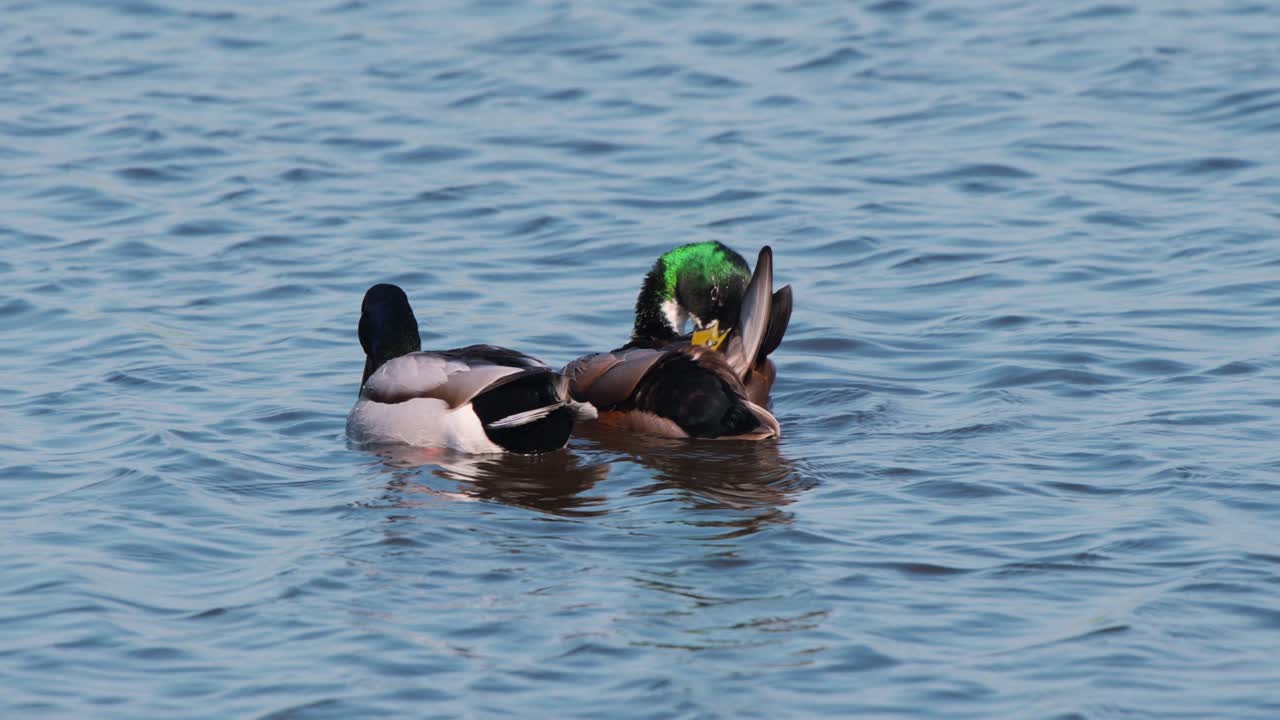 dos mallardos flotando en el agua, arreglando y arreglando sus plumas
