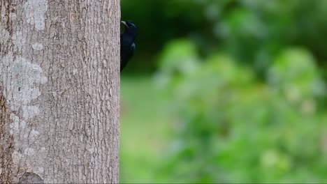 Der-Drongo-Mit-Größerem-Schlägerschwanz-Ist-Für-Seinen-Schwanz-Bekannt,-Der-Wie-Ein-Schläger-Aussieht