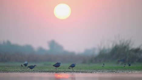 western swamphen or purple moorhen or porphyrio porphyrio feeding in sunrise in wetland area