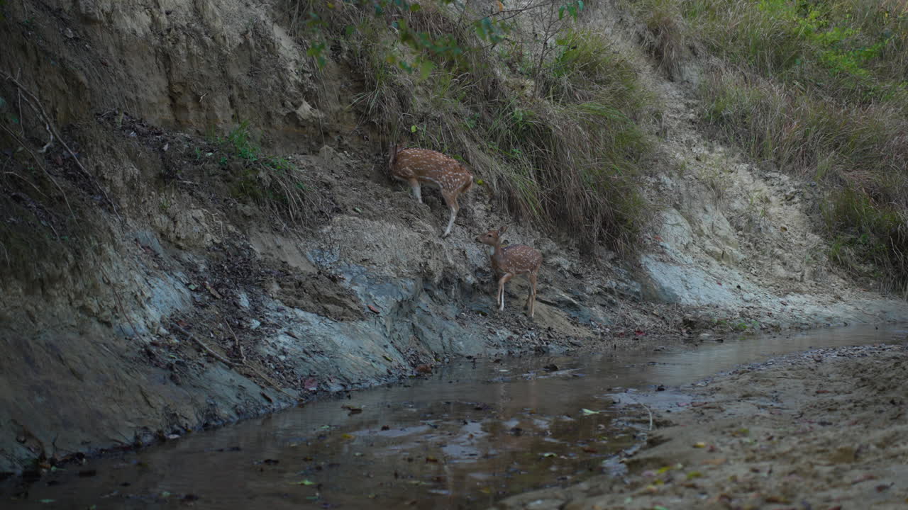 Cervo maculato che attraversa il fiume Kosi poco profondo in India, risalendo la sponda del fiume.