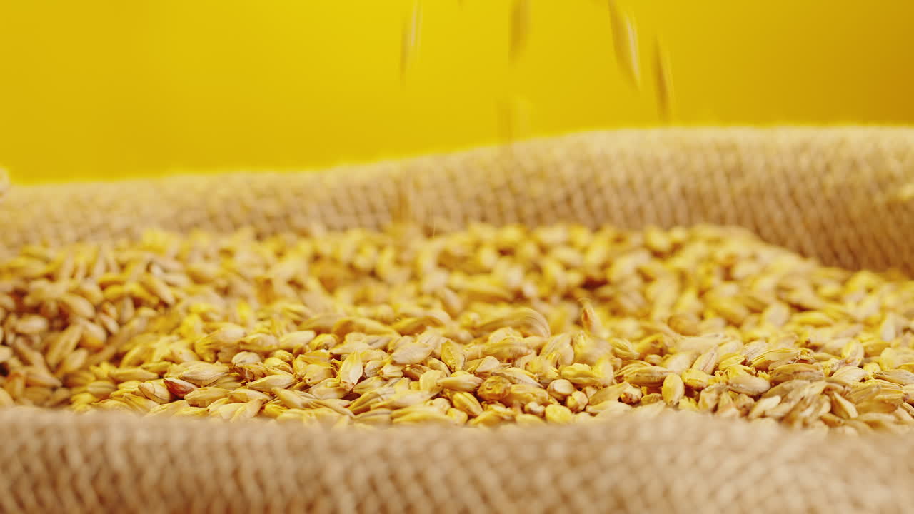 Hand pouring barley grains into a burlap sack