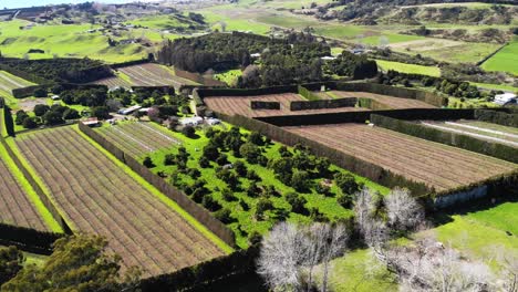 Beautiful-view-of-kiwifruit-farm-with-rows-of-avocado-and-citrus-trees,-Opotiki,-aerial