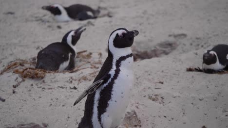 penguin shaking and flapping wings in slow motion between other penguins at a beach in south africa