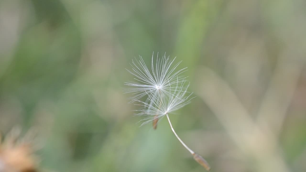 Macro di un tarassaco