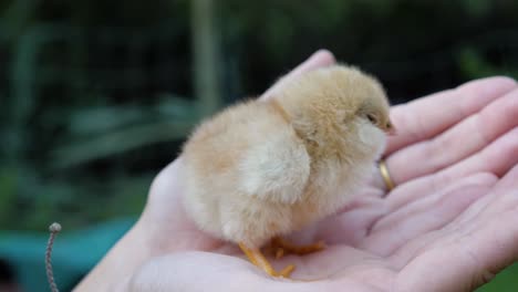 cute yellow baby chick in woman's hand