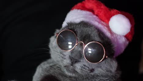 funny cat in a santa claus christmas hat and sunglasses funny cat in a santa claus christmas hat and sunglasses new year celebration concept