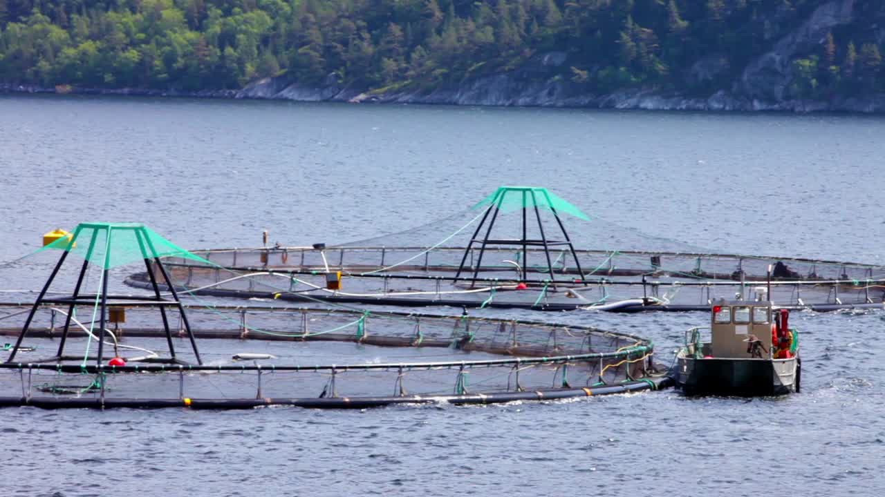 연어 농장  ⁇ 시